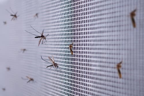 mosquiteras barcelona